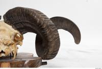 mouflon skull antlers 0024